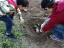 Plantação das abóboras